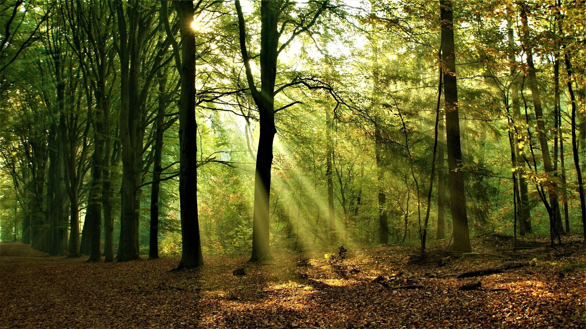 Algemene voorwaarden