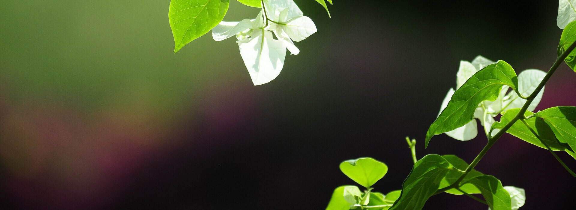 Yogacentrum Aan De Bron / De 15 Minuten Ochtendsessies